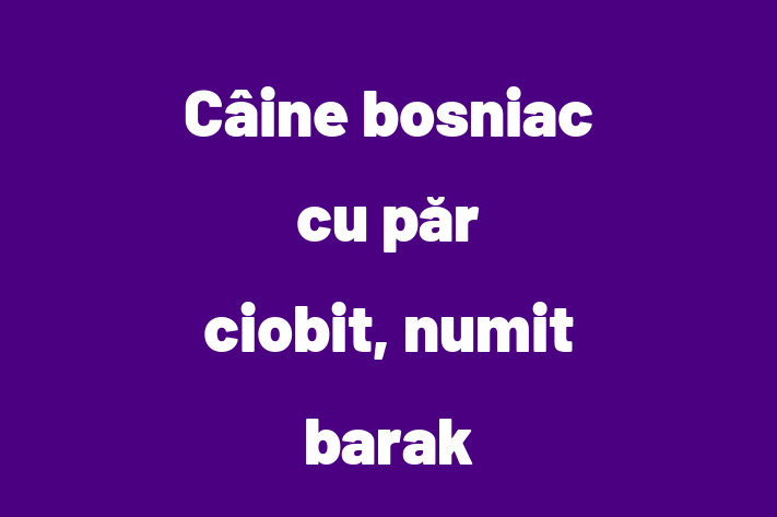 Adoptă acest Câine bosniac cu păr ciobit, numit barak de 11 luni, un câine alert și activ. Vaccinat și sănătos. Preț: 2,050.00 Lei.
Contactează Alexia la (0263) 212498.