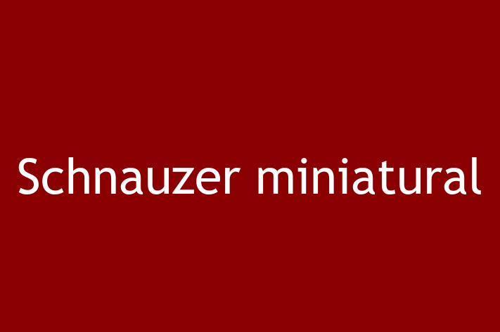 Acest câine de 2 ani este jucăuș și afectuos și disponibil pentru adopție. Prețul este de 2,400.00 Lei, iar toate vaccinările sunt la zi.
Contactează Cezar la (0298) 635439 pentru mai multe informații.