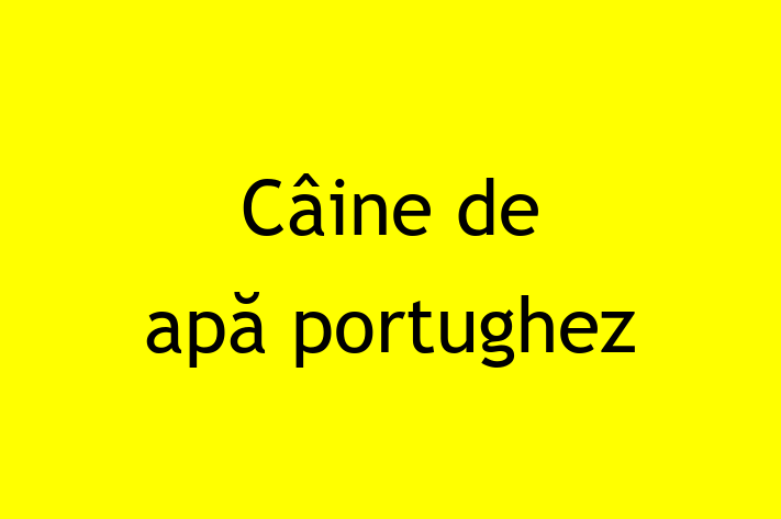 Acest câine de 2 ani este alert și activ și disponibil pentru adopție. Prețul este de 1,200.00 Lei, iar toate vaccinările sunt la zi.
Contactează Sebastian la (0261) 925761 pentru mai multe informații.