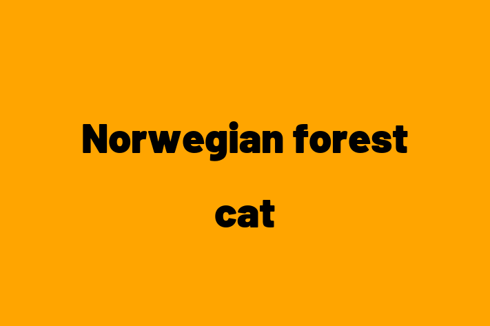 Superb Norwegian forest cat Pisica de Vnzare in Orhei