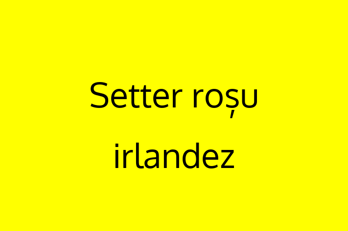 Acest Setter roșu irlandez de 2 ani este alert și activ și în așteptarea unei familii iubitoare! La zi cu toate vaccinările. Preț: 750.00 Lei.
Contactează Darius la (021) 894875.