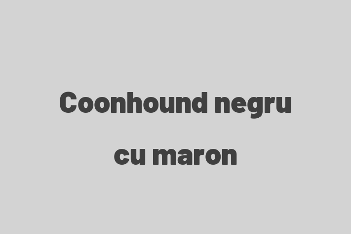 Coonhound negru cu maron Câine in Rcani Pregtit pentru o Nou Cas