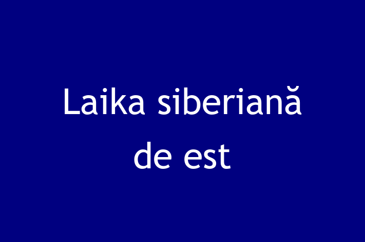 Adoptă acest Laika siberiană de est de 5 luni! blând și prietenos, vaccinat și în așteptarea unei noi familii. Preț: 1,700.00 Lei. Contactează Doru la (0276) 296238.