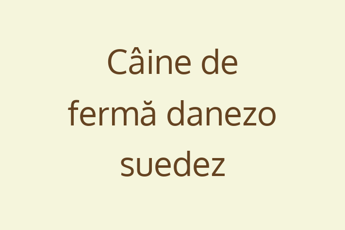 Adoptă acest Câine de fermă danezo-suedez de 5 luni, un câine calm și iubitor. Vaccinat și sănătos. Preț: 1,800.00 Lei.
Contactează Eugen la (0263) 214264.