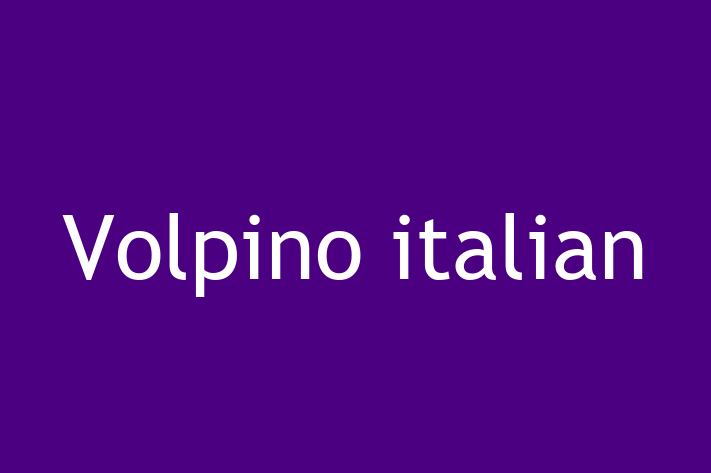 Adoptă acest Volpino italian de 10 luni! jucăuș și afectuos, vaccinat și în așteptarea unei noi familii. Preț: 2,400.00 Lei. Contactează Razvan la (068) 287 952.