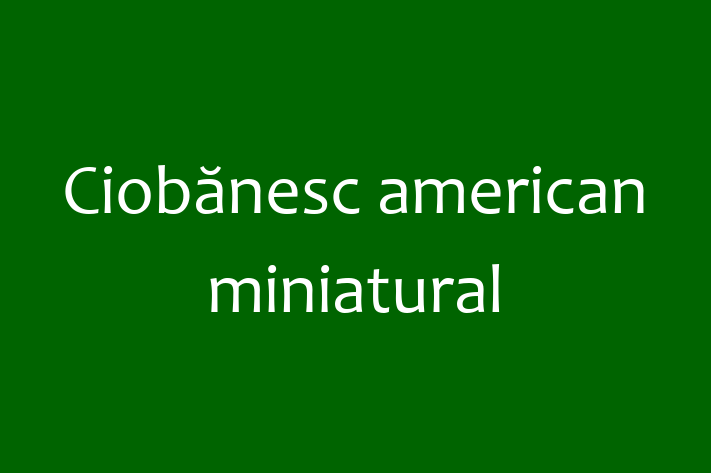 Ciobnesc american miniatural Câine in Briceni Pregtit pentru o Nou Cas