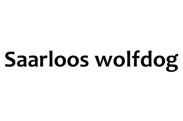 Adopta un Saarloos wolfdog Câine in Taraclia