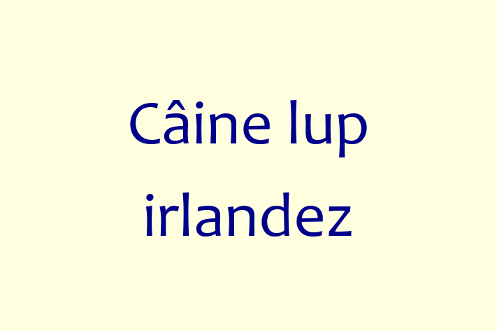 Acest Câine lup irlandez este jucăuș și afectuos și gata să se mute într-o nouă casă! Este sănătos și la zi cu toate vaccinările. Contactează Mirela la (068) 926 300 pentru preț și mai multe detalii.