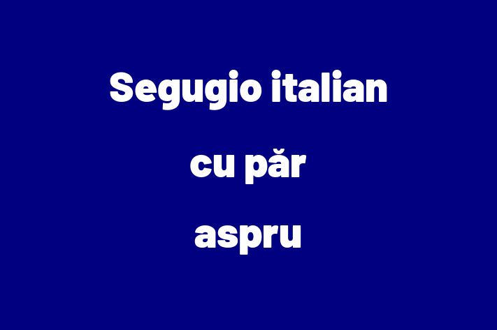 Segugio italian cu pr aspru de Vnzare in Briceni