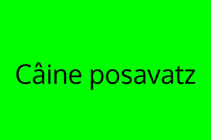 Acest Câine posavatz de 1 an este energic și amuzant și gata pentru o familie iubitoare. La zi cu vaccinările și gata să se alăture familiei tale.
Situat în Basarabeasca, acest câine adorabil este disponibil pentru 1,700.00 Lei.
Contactează Vlad la (061) 856 926 pentru mai multe informații!