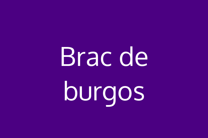 Al nostru Brac de burgos de 2 ani este perfect pentru familia ta! Sănătos, vaccinat și energic și amuzant. Preț: 2,650.00 Lei.
Contactează Ionela la (022) 116113.