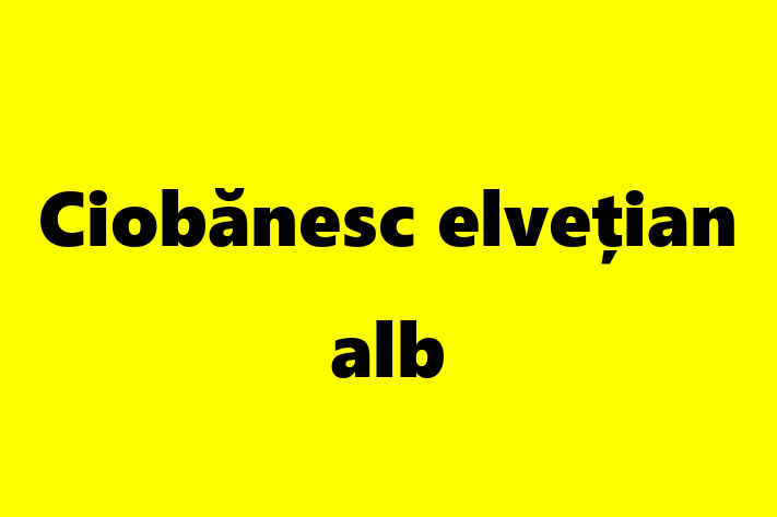 Ciobnesc elveian alb Câine de Vnzare in Taraclia