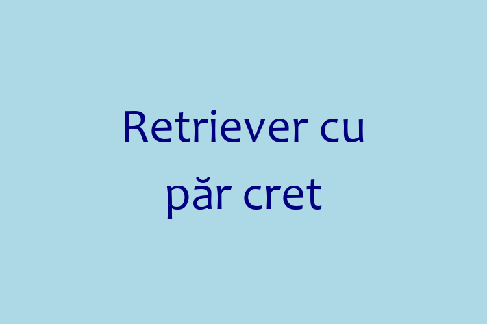 Acest Retriever cu păr cret de 1 an este calm și iubitor și gata să fie adoptat. Vine cu toate vaccinările necesare. Preț: 1,750.00 Lei.
Contactează Bogdan la (021) 394849 pentru o vizită!