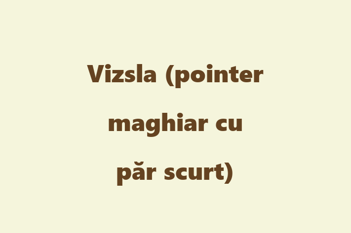 Un Nou Vizsla pointer maghiar cu pr scurt Câine te Ateapt in Nisporeni