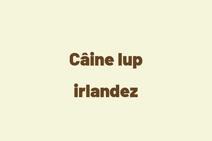 Întâlnește adorabilul nostru Câine lup irlandez de 1 an! calm și iubitor și la zi cu vaccinările. Preț: 2,850.00 Lei.
Contactează Gabriela la (061) 742 524 pentru mai multe detalii.