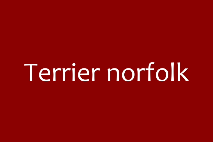 Terrier norfolk Câine de Vnzare in Nisporeni