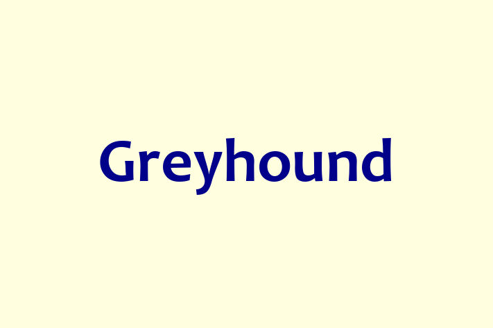 Un Nou Greyhound Câine te Ateapt in tefan Voda