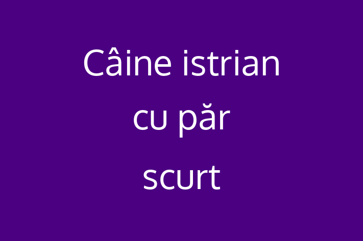 Acest câine de 7 luni este alert și activ și disponibil pentru adopție. Prețul este de 2,850.00 Lei, iar toate vaccinările sunt la zi.
Contactează Ovidiu la (060) 287 793 pentru mai multe informații.