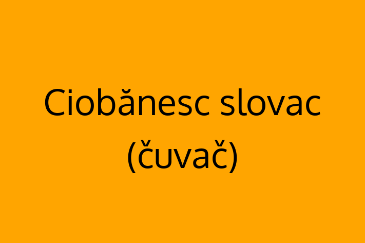 Adoptă acest Ciobănesc slovac (čuvač) adorabil de 2 ani astăzi! blând și prietenos, sănătos și complet vaccinat. Disponibil acum pentru 1,850.00 Lei.
Contactează Vasile la (0249) 629620 pentru mai multe detalii!