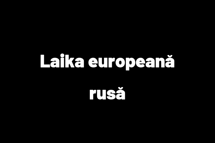 Un Nou Laika european rus Câine te Ateapt in Leova