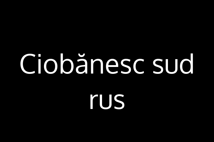 Adoptă acest Ciobănesc sud-rus de 2 ani! blând și prietenos, vaccinat și în așteptarea unei noi familii. Preț: 500.00 Lei. Contactează Irina la (060) 440 893.