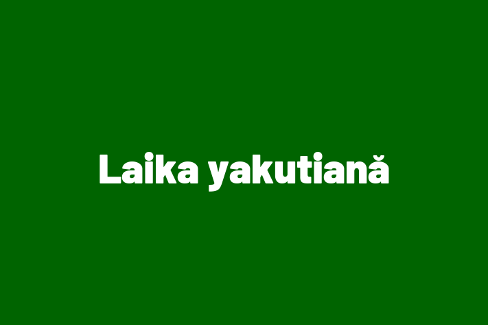 Al nostru Laika yakutiană de 1 an este sănătos, energic și amuzant și gata pentru o casă nouă. Disponibil pentru 2,350.00 Lei.
Contactează Teodora la (069) 241 746.