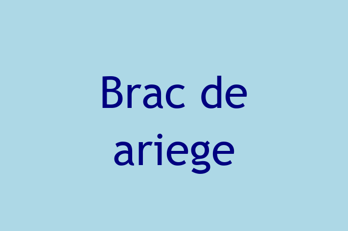 Cine Brac de ariege de Vnzare in Soroca