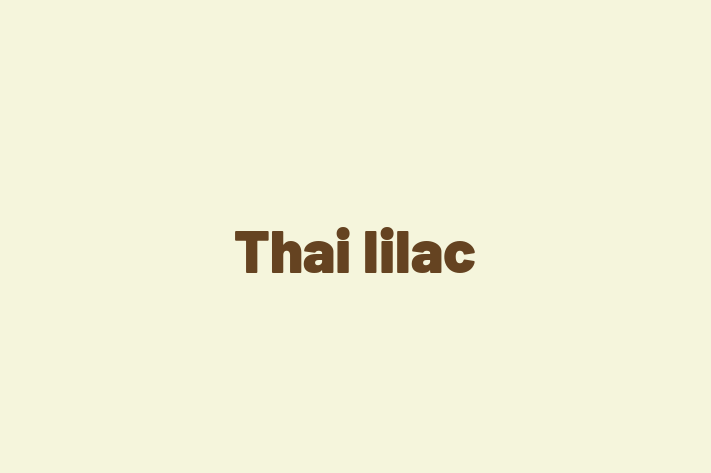 Un Nou Thai lilac Pisica te Ateapt in Orhei