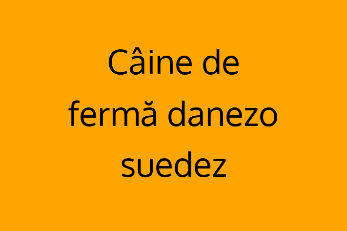 Al nostru Câine de fermă danezo-suedez de 5 luni este perfect pentru familia ta! Sănătos, vaccinat și calm și iubitor. Preț: 1,600.00 Lei.
Contactează Carmen la (021) 511715.