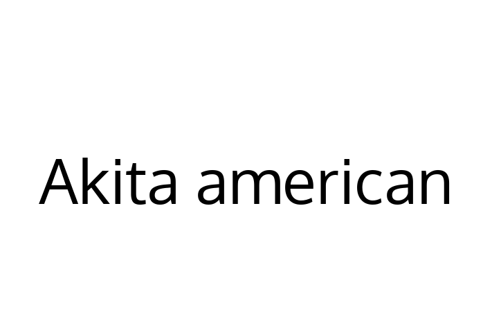 Akita american Câine Disponibil Acum in Straeni