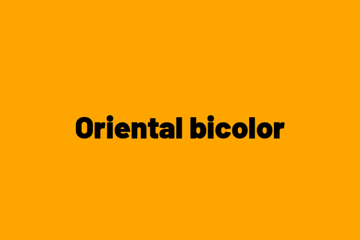 Oriental bicolor de Vnzare in Criuleni