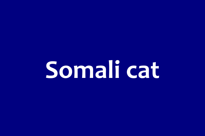 Somali cat Pisica de Vnzare in Sngerei