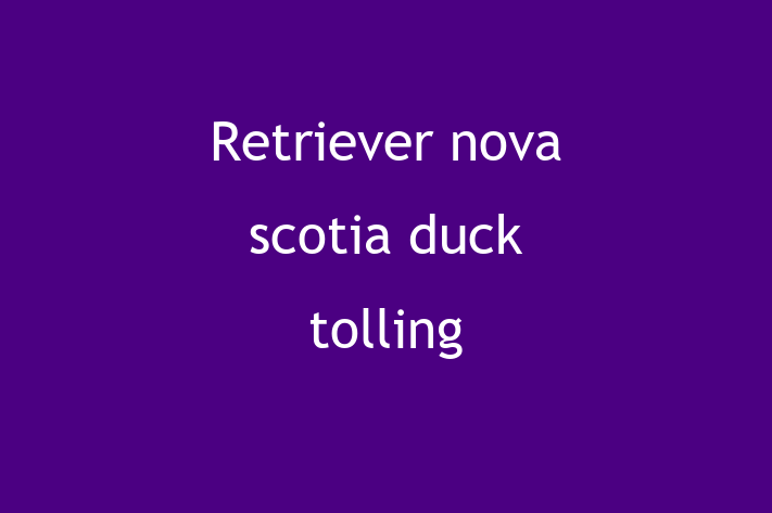 Retriever nova scotia duck tolling Câine de Vnzare in Rcani