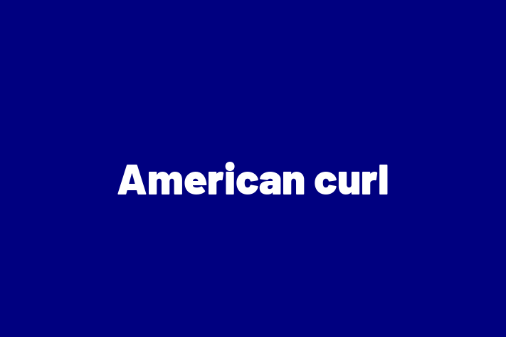 Un Nou American curl Pisica te Ateapt in Criuleni