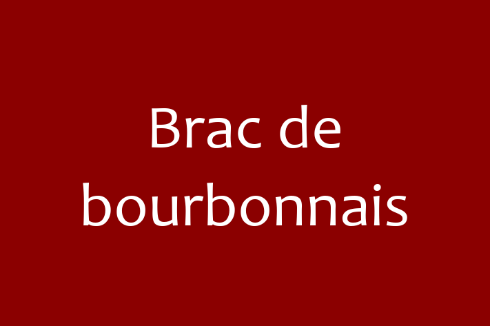 Brac de bourbonnais Câine Disponibil Acum in Hnceti