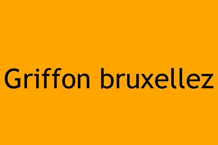 Adopta un Griffon bruxellez Câine Fericit in Rcani