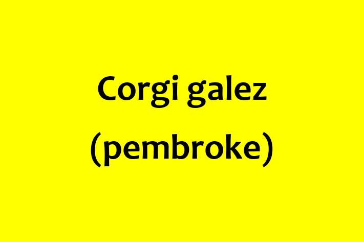 Adopta un Corgi galez pembroke Câine Prietenos in Orhei