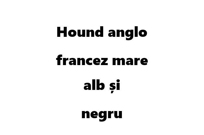 Adopta un Frumos Hound anglo francez mare alb i negru Câine in Rbnia