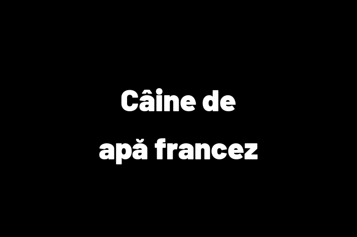 Un Nou Câine de ap francez Câine te Ateapt in Faleti