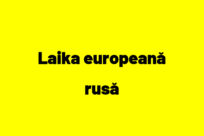 Laika european rus Câine Pregtit pentru o Cas in Criuleni