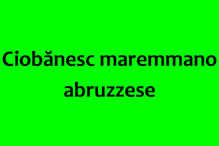 Acest Ciobănesc maremmano abruzzese de 1 an este energic și amuzant și gata să fie adoptat. Vine cu toate vaccinările necesare. Preț: 1,050.00 Lei.
Contactează Costin la (062) 964 454 pentru o vizită!