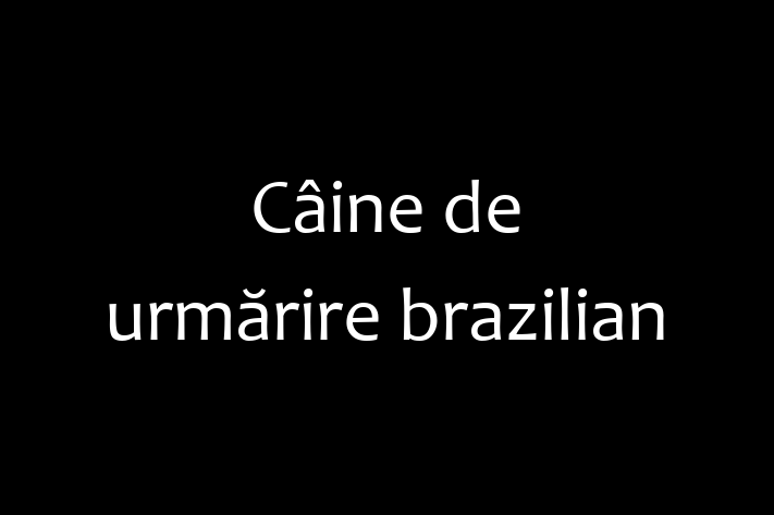 Adoptă acest Câine de urmărire brazilian de 2 ani, un câine jucăuș și afectuos. Vaccinat și sănătos. Preț: 2,400.00 Lei.
Contactează Cristian la (069) 963 280.