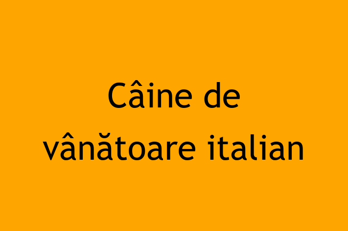 Cine de vntoare italian de Vnzare in Comrat