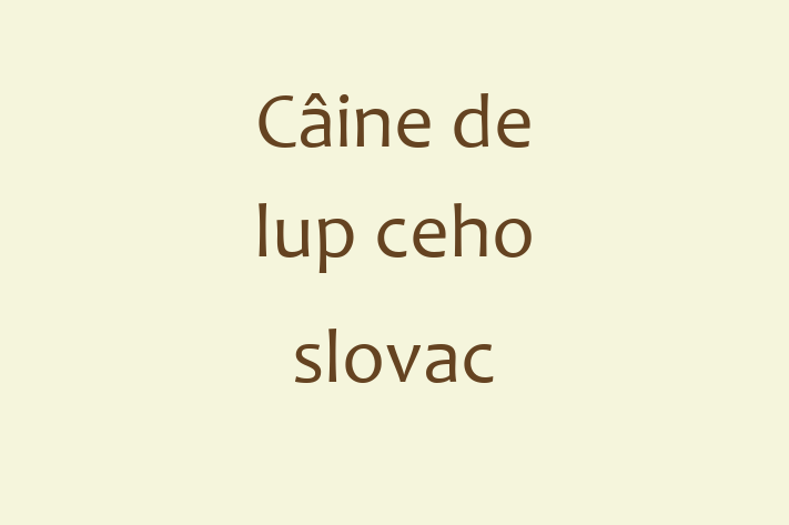 Acest Câine de lup ceho-slovac de 6 luni este gata să aducă bucurie familiei tale. Sănătos, vaccinat și socializat. Nu rata această ocazie!
Preț: 1,150.00 Lei. Contactează Gabriel la (062) 260 521.