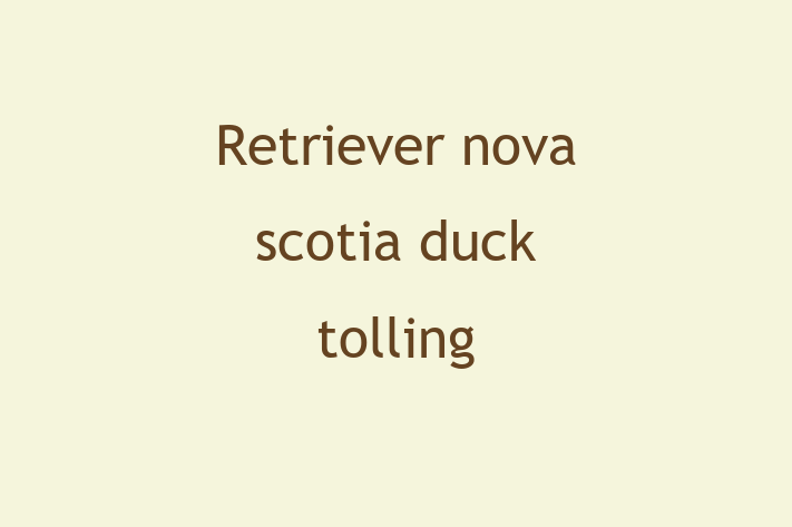 Retriever nova scotia duck tolling Câine de Vnzare in Floreti