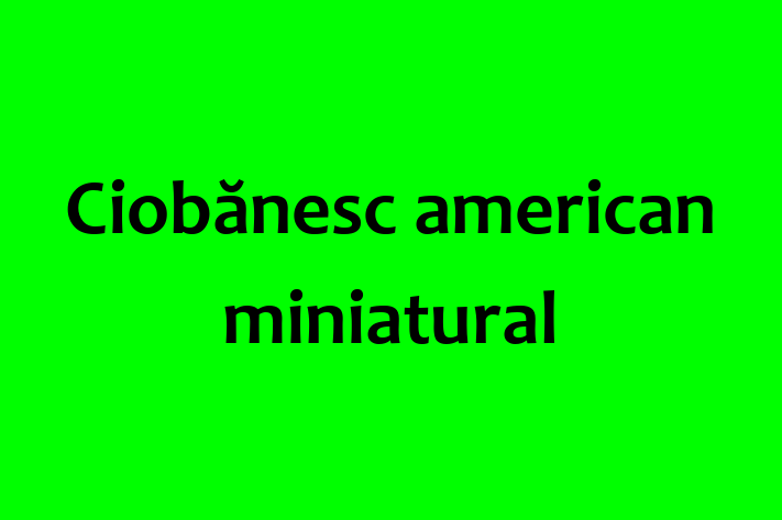 Adopta un Adorabil Ciobnesc american miniatural Câine in Drochia