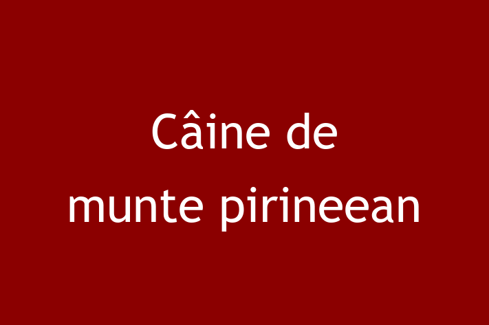 Adoptă acest Câine de munte pirineean adorabil de 1 an astăzi! alert și activ, sănătos și complet vaccinat. Disponibil acum pentru 2,800.00 Lei.
Contactează Diana la (021) 205602 pentru mai multe detalii!