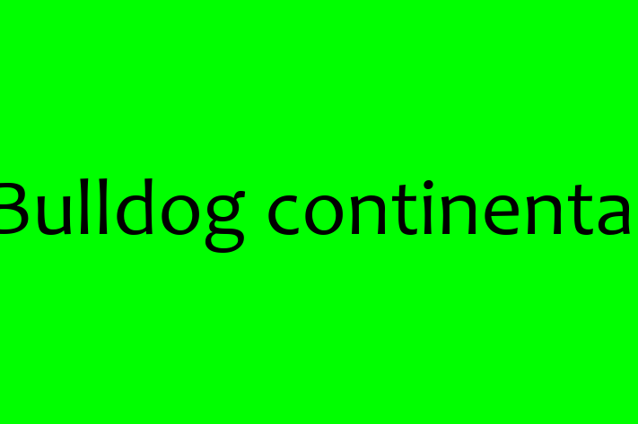 Bulldog continental Câine in oldneti Pregtit pentru o Nou Cas