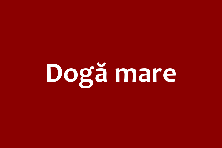 Cauți un câine? Al nostru Dogă mare de 2 ani este energic și amuzant și disponibil pentru adopție! Preț: 600.00 Lei.
Contactează Ramona la (0231) 301858 pentru mai multe detalii.