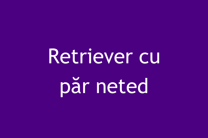 Al nostru Retriever cu păr neted de 1 lun este jucăuș și afectuos și gata pentru o casă permanentă. Vine cu dosar medical și vaccinări. Preț: 3,000.00 Lei.
Contactează Carmen la (063) 382 713 pentru a programa o întâlnire!